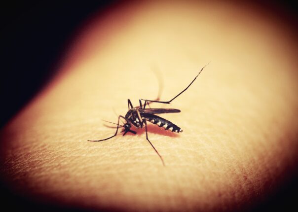 precautions against dengue