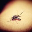 precautions against dengue
